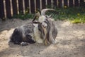 Three baby goat resting on the ground on sunny day in the farm