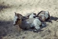 Three baby goat resting on the ground on sunny day in the farm