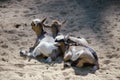 Three baby goat resting on the ground on sunny day in the farm