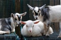 Three baby goats