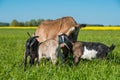 Three baby goats with mother on green lawn