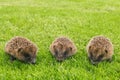 Three baby hedgehogs searching for food on grass