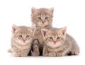 Three baby kittens Royalty Free Stock Photo