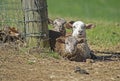 Three baby Lambs lay on the ground and stare at the camera. Royalty Free Stock Photo
