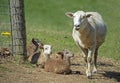 Three baby Lambs lay on the ground and stare at mom walking by. Royalty Free Stock Photo