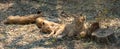 Three Baby Lion cubs in Kruger National Park in South Africa Royalty Free Stock Photo