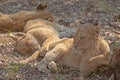 Three Baby Lion cubs in Kruger National Park in South Africa Royalty Free Stock Photo