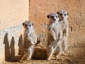 Three Baby meerkats Royalty Free Stock Photo