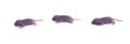 Three baby mice in line Royalty Free Stock Photo