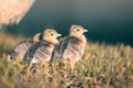 Three baby peacocks portrait