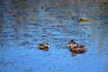 Three baby Pied-billed Grebes in early spring in a marsh