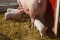 Three Baby Piglets Milking From Mother