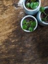 Three baby pilea peperomioides or pancake plant Urticaceae Royalty Free Stock Photo