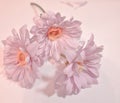 Three baby pink Gerbera Daisies in a romantic style Royalty Free Stock Photo