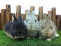 cute baby rabbits netherland dwarf