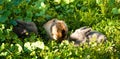 Three baby rabbits