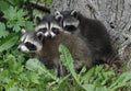 Three Baby Raccoons at the Base of a Tree 1