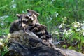 Three baby raccoons coming out of a hollow log.