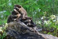Three baby raccoons coming out of a hollow log. Royalty Free Stock Photo