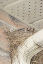 Three baby robins secure in their nest.