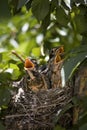 Three baby robins yell loudly for their mother to feed them Royalty Free Stock Photo