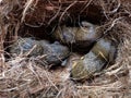 Three Baby Squirrels sleeping in a nest Royalty Free Stock Photo