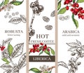 Three background designs for coffee varieties robusta, arabica, liberica