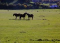 Three backlit draft horses in the green plateau, against the autumn tree-lined mountains, Pescocostanzo, Abruzzo, Italy Royalty Free Stock Photo