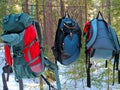 Three backpacks hanging on rope in pine forest. Rest at halt Royalty Free Stock Photo