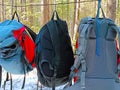 Three backpacks hanging on rope in pine forest. Rest at halt Royalty Free Stock Photo