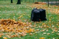 Three bags filled with bags on green ground, yellow foliage on grass. Cleaning and recycling concept. Sacks with leaves.