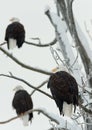 Three Bald Eagles