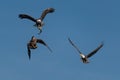 Three bald eagles fighting