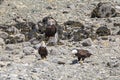 Three Bald Eagles standing on the beach and opposite to each other, next to the river