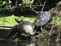 Three Balkan pond turtles Mauremys rivulata basking on a log sticking out of the water. Royalty Free Stock Photo