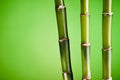 Three bamboo stems on green Royalty Free Stock Photo