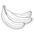 Three banana sketches vector illustration for design and decor