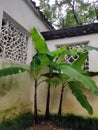 Three banana trees in the corner of the yard