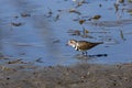 Three-Banded Plover Charadrius tricollaris - Botswana Royalty Free Stock Photo