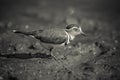 Three banded plover.Charadrius tricollaris, Royalty Free Stock Photo