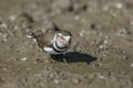 Three banded plover.Charadrius tricollaris, Royalty Free Stock Photo