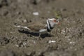 Three banded plover.Charadrius tricollaris, Royalty Free Stock Photo