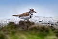 Three-banded plover, Charadrius tricollaris, small wader