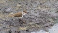 Three-banded Plover in Kruger National park, South Africa