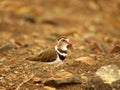 Southern african birds