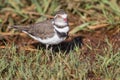 Three banded plover standing in short green grass