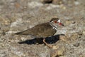 Three-banded plover, or three-banded sandplover Charadrius tricollaris Royalty Free Stock Photo