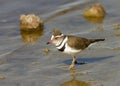 Three-banded plover, or three-banded sandplover Charadrius tricollaris Royalty Free Stock Photo