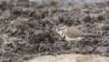 Three-banded Plover in Wetland