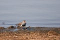 Three-banded Plover